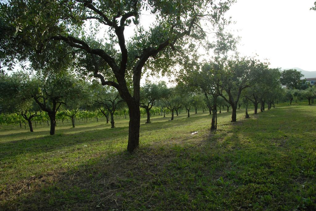 Tenuta Torellone San Potito Sannitico Exterior foto